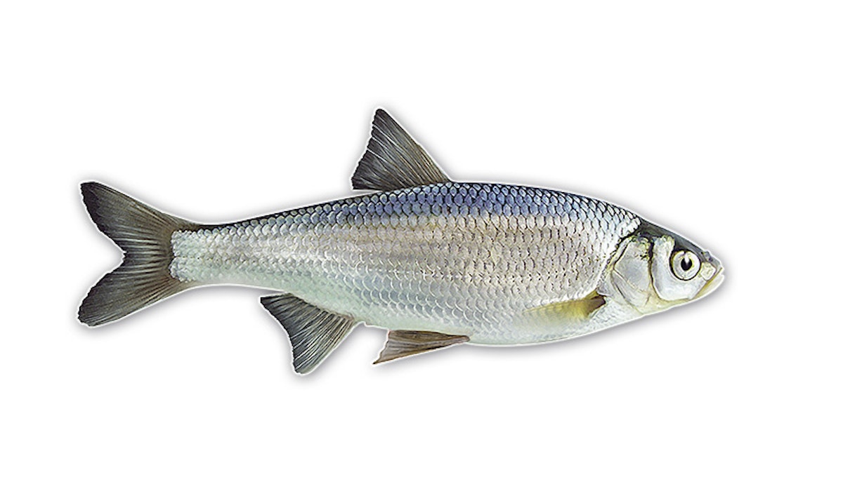 YOUR GUIDE TO FISHING A WEIR POOL Angling Times